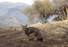 CONAF informó a vecinos las principales amenazas que enfrenta el Parque Nacional La Campana