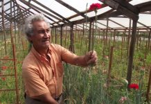 Invitan a colorida feria de las flores en la Ligua