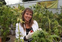 CONSUMO DE MARIHUANA CAE EN CHILE POR PRIMERA VEZ DESDE 2010