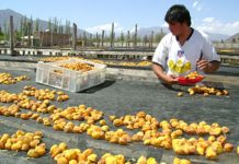 CNR congrega a expertos de países miembros de APEC para avanzar en adaptación de la pequeña agricultura al Cambio Climático