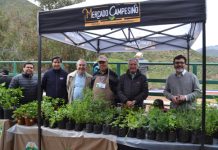 Como todo un éxito catalogaron la primera Feria Ganadera de la región