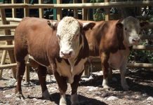 Este sábado se realizará gran remate de animales en la primera expo feria ganadera de la región