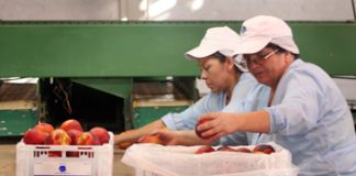 Seremi del agro trabaja para asegurar abastecimiento de frutas y verduras a la comunidad