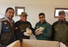 Guardaparques rescatan a cuatro polluelos de lechuza blanca en Reserva Nacional Lago Peñuelas