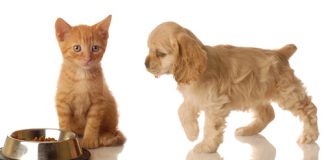 Las curiosidades del Registro Nacional de Mascotas a dos años de su obligatoriedad