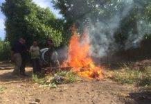 Cinco detenidos por quemas ilegales en provincias de Marga Marga, San Felipe y Los Andes