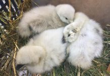 Guardaparques rescataron a tres polluelos de cisne de cuello negro en Reserva Nacional Lago Peñuelas