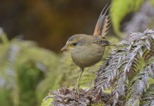 Logran inédita ocupación de cinco casas anideras con rayaditos de Más Afuera en isla Alejandro Selkirk