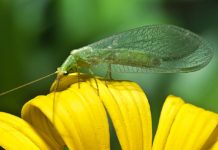 Con diminuto insecto controlan plagas agrícolas en Hijuelas