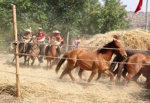 Los Tres, Garras de Amor y Sonora Palacios llegan a la Trilla más grande de la Región de Valparaíso