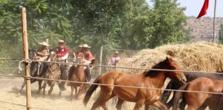 ¡Todo un éxito! La Trilla de Calle Larga 2025 reunió tradición, música y sabor