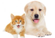 “LEY CHOLITO”: SE ACABA EL PLAZO PARA INSCRIBIR A MASCOTAS Y EVITAR MULTAS