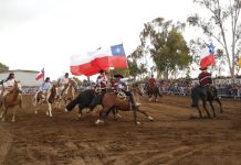 Zapallar ovacionó a Escuadra Ecuestre “Palmas de Peñaflor”: Más de 6 mil personas disfrutaron de presentaciones en Cachagua y Catapilco