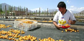 INDAP POSTERGA POR 90 DÍAS VENCIMIENTO DE CRÉDITOS QUE MANTIENEN PRODUCTORES CAMPESINOS