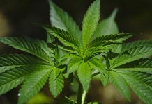 COMERCIALIZAN PRIMER FITOFÁRMACO CHILENO EN BASE A CANNABIS