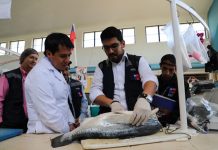 Seremi de Salud realiza exhaustiva fiscalización a Mercado de Viña del Mar en Semana Santa