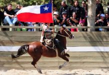 Confederación de Rodeo Campesino se preparan para elegir a las mejores colleras de la temporada