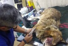 Gobernador Daniel Zamorano condenó maltrato animal ocurrido el pasado fin de semana en Rinconada