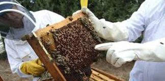 Llay Llay comienza fuerte campaña para la protección de las Abejas y sus enjambres