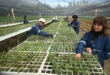 CONAF entregará este año 75 mil árboles para crear áreas verdes en la región de Valparaíso