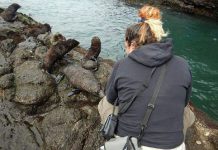 Guardaparques confirmaron gran aumento de la población del lobo fino de Juan Fernández