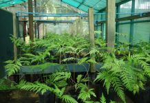 Crean banco de semillas y laboratorio de germinación para conservar la flora nativa de Juan Fernández