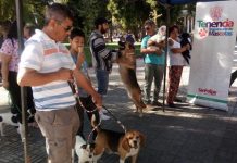 San Felipe: Este sábado se realizará jornada de educación sobre Tenencia Responsable de Animales