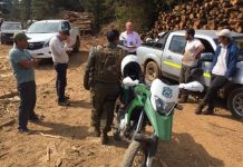 Detectan adulteración de plan de manejo forestal, robo de madera y tala ilegal en Placilla