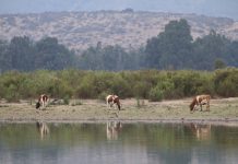 Municipalidad de Zapallar entrega antecedentes relativos a la muerte masiva de peces en Embalse La Laguna