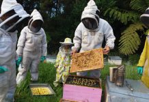 Investigadores crearán sistema de apoyo a producción de miel que fomenta adaptación al cambio climático en rubro apícola