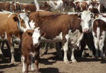 Rinconada: Con remate de animales se hará este sábado la segunda expo feria ganadera de la región