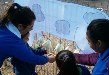 Santo Domingo: Simulando la ordeña de una vaca los párvulos del CECI San Enrique rescatan tradiciones de este sector rural