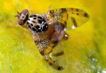 SAG DECRETA CUARENTENA EN TRES COMUNAS DE LA REGIÓN DE VALPARAÍSO POR MOSCA DE LA FRUTA