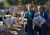 Tejedoras de la Ligua crían sus propias alpacas y recuperan antigua tradición