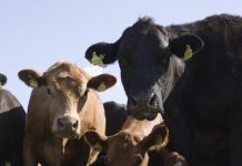 Quedan pocos días para postular a capital semilla en el área ganadera