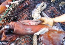 «Subsecretario de Pesca está actuando como si fuera el abogado de la industria»