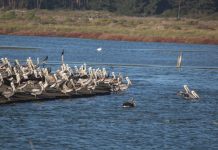 CONAF abrirá gratuitamente este fin de semana las áreas silvestres protegidas de la región de Valparaíso