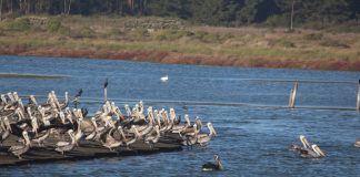 El Santuario Laguna El Peral y la Reserva El Yali abren nuevamente sus puertas al público