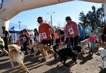 Más de un centenar de sanfelipeños y sus mascotas pudieron disfrutar de la «perruning»