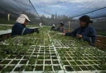 CORMA y CONAF impulsan reforestación con entrega de 60 mil plantas en Biobío