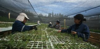 Conaf incentivó la plantación y el cuidado de los árboles en 10 colegios de la Región de Valparaíso