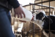 CON APOYO DE INDAP, AGRICULTORES DE LA REGIÓN ASEGURAN ABASTECIMIENTO DE FRUTAS Y VERDURAS PESE A PANDEMIA