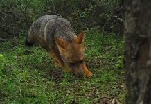CONAF inició proceso de análisis de nuevos datos recogidos por cámaras trampa en La Campana
