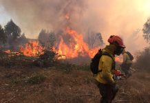 CONAF Valparaíso activa patrullajes para prevenir incendios forestales ante ola de calor