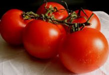 RESCATE DEL TOMATE LIMACHINO Y TECNIFICACIÓN DEL RIEGO: ÉNFASIS DE LA VISITA DEL DIRECTOR NACIONAL DE INDAP A REGIÓN DE VALPARAÍSO