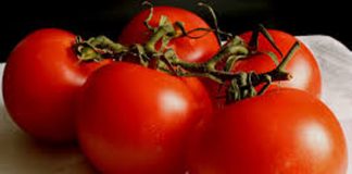 RESCATE DEL TOMATE LIMACHINO Y TECNIFICACIÓN DEL RIEGO: ÉNFASIS DE LA VISITA DEL DIRECTOR NACIONAL DE INDAP A REGIÓN DE VALPARAÍSO