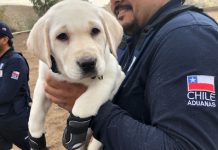 Aduanas recibe en Los Andes terreno de Bienes Nacionales para construir su Centro de Entrenamiento y Maternidad Canina