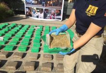 PDI INCAUTÓ 127 MIL DOSIS DE CANNABIS DESTINADA A VENTA EN FIESTAS PATRIAS