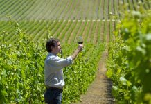 Con variadas actividades la Región de Valparaíso celebrará el Día del Vino Chileno