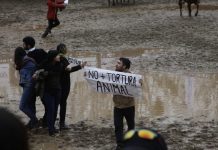 ANIMALISTAS IRRUMPEN NUEVAMENTE EN RODEO DEJANDO A 24 PERSONAS DETENIDAS